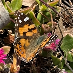 Vanessa kershawi (Australian Painted Lady) at Ngunnawal, ACT - 19 Oct 2024 by Hejor1