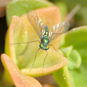 Dolichopodidae (family) at Ngunnawal, ACT - 19 Oct 2024 01:40 PM