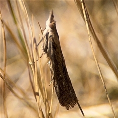 Faveria tritalis (Couchgrass Webworm) at Ngunnawal, ACT - 19 Oct 2024 by Hejor1