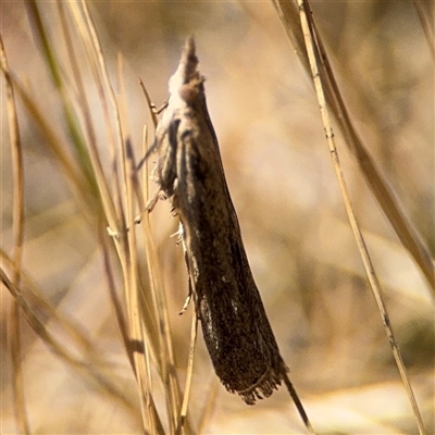 Faveria tritalis (Couchgrass Webworm) at Ngunnawal, ACT - 19 Oct 2024 by Hejor1