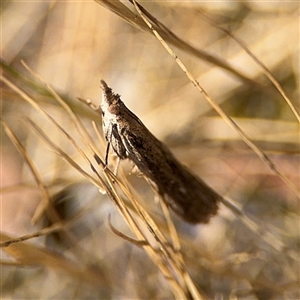 Faveria tritalis at Ngunnawal, ACT - 19 Oct 2024