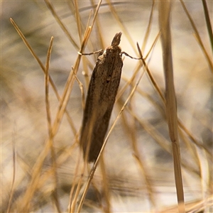 Faveria tritalis at Ngunnawal, ACT - 19 Oct 2024