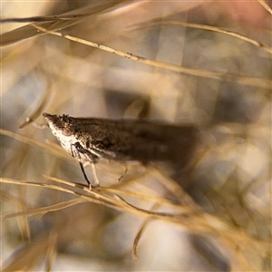 Faveria tritalis at Ngunnawal, ACT - 19 Oct 2024