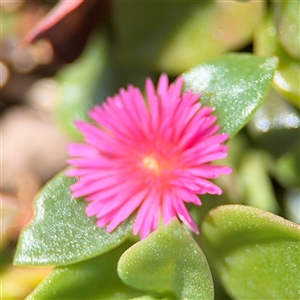 Aptenia cordifolia at Ngunnawal, ACT - 19 Oct 2024