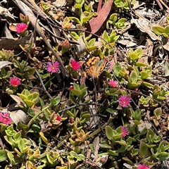 Aptenia cordifolia at Ngunnawal, ACT - 19 Oct 2024 01:38 PM