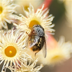 Calliphora stygia (Brown blowfly or Brown bomber) at Ngunnawal, ACT - 19 Oct 2024 by Hejor1