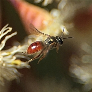 Lasioglossum (Chilalictus) hemichalceum at Ngunnawal, ACT - 19 Oct 2024