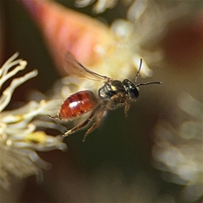 Lasioglossum (Chilalictus) hemichalceum (Halictid Bee) at Ngunnawal, ACT - 19 Oct 2024 by Hejor1