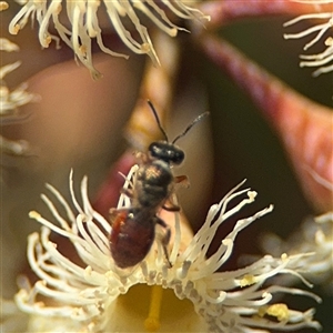 Lasioglossum (Chilalictus) hemichalceum at Ngunnawal, ACT - 19 Oct 2024