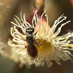 Lasioglossum (Chilalictus) hemichalceum at Ngunnawal, ACT - 19 Oct 2024