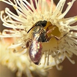 Lasioglossum (Chilalictus) hemichalceum at Ngunnawal, ACT - 19 Oct 2024