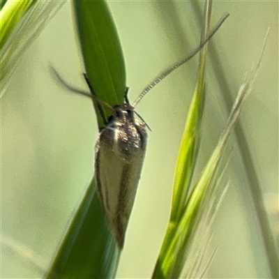 Oecophoridae (family) (Unidentified Oecophorid concealer moth) at Ngunnawal, ACT - 19 Oct 2024 by Hejor1