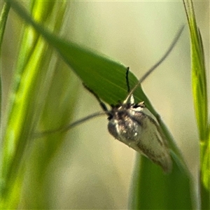 Oecophoridae (family) at Ngunnawal, ACT - 19 Oct 2024