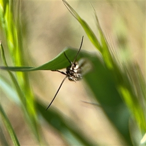 Oecophoridae (family) at Ngunnawal, ACT - 19 Oct 2024