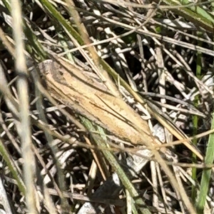 Faveria tritalis at Ngunnawal, ACT - 19 Oct 2024