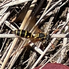 Polistes (Polistes) chinensis (Asian paper wasp) at Ngunnawal, ACT - 19 Oct 2024 by Hejor1