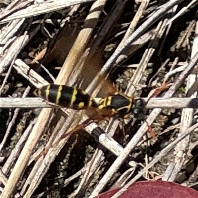 Polistes (Polistes) chinensis (Asian paper wasp) at Ngunnawal, ACT - 19 Oct 2024 by Hejor1