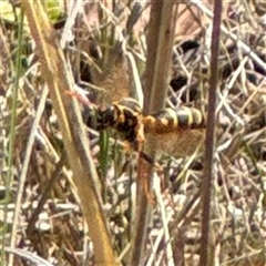 Polistes (Polistes) chinensis at Ngunnawal, ACT - 19 Oct 2024