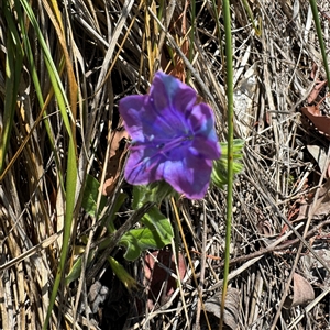 Echium plantagineum at Ngunnawal, ACT - 19 Oct 2024 01:31 PM