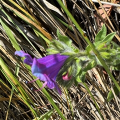 Echium plantagineum at Ngunnawal, ACT - 19 Oct 2024 01:31 PM