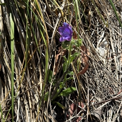 Echium plantagineum at Ngunnawal, ACT - 19 Oct 2024 01:31 PM