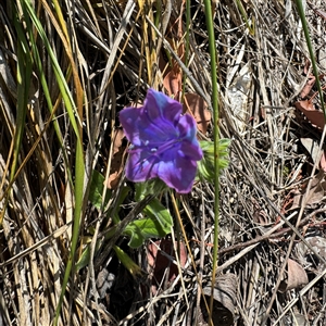 Echium plantagineum at Ngunnawal, ACT - 19 Oct 2024 01:31 PM