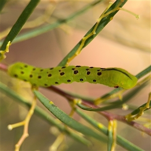 Capusa cuculloides at Ngunnawal, ACT - 19 Oct 2024