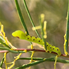 Capusa cuculloides at Ngunnawal, ACT - 19 Oct 2024