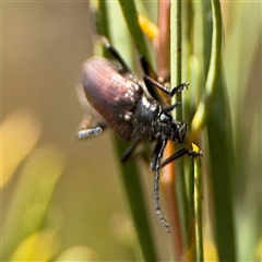 Homotrysis cisteloides (Darkling beetle) at Ngunnawal, ACT - 19 Oct 2024 by Hejor1