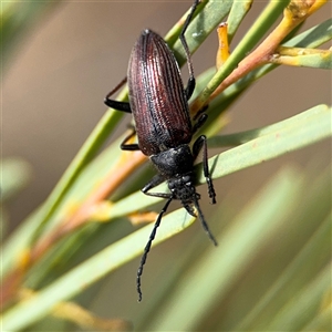 Homotrysis cisteloides at Ngunnawal, ACT - 19 Oct 2024 01:23 PM