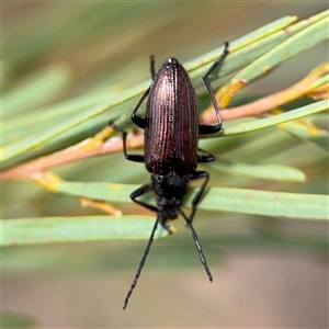 Homotrysis cisteloides at Ngunnawal, ACT - 19 Oct 2024 01:23 PM