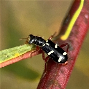 Lemidia nitens at Ngunnawal, ACT - 19 Oct 2024