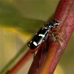 Lemidia nitens at Ngunnawal, ACT - 19 Oct 2024