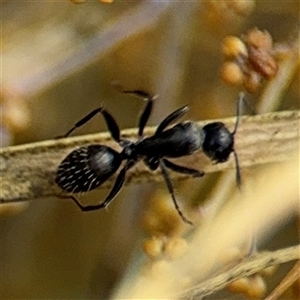 Camponotus sp. (genus) at Ngunnawal, ACT - 19 Oct 2024