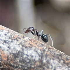 Iridomyrmex rufoniger (Tufted Tyrant Ant) at Ngunnawal, ACT - 19 Oct 2024 by Hejor1