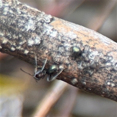 Iridomyrmex rufoniger at Ngunnawal, ACT - 19 Oct 2024