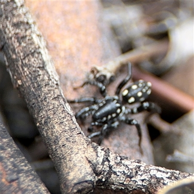 Nyssus albopunctatus (White-spotted swift spider) at Ngunnawal, ACT - 19 Oct 2024 by Hejor1