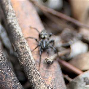 Nyssus albopunctatus at Ngunnawal, ACT - 19 Oct 2024