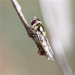 Simosyrphus grandicornis at Ngunnawal, ACT - 19 Oct 2024