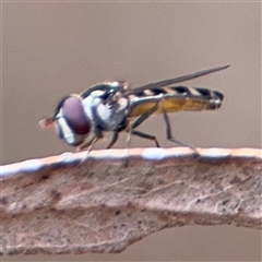 Syrphidae (family) (Unidentified Hover fly) at Ngunnawal, ACT - 19 Oct 2024 by Hejor1