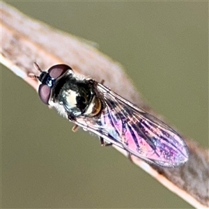 Syrphidae (family) at Ngunnawal, ACT - 19 Oct 2024