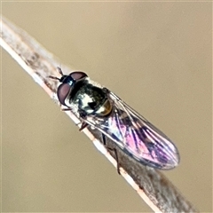 Syrphidae (family) at Ngunnawal, ACT - 19 Oct 2024