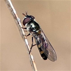 Syrphidae (family) at Ngunnawal, ACT - 19 Oct 2024