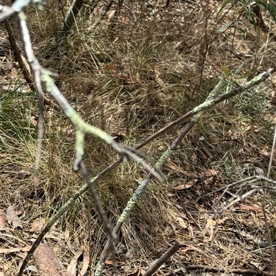 Flavoparmelia sp. at Ngunnawal, ACT - 19 Oct 2024 by Hejor1