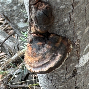 Phellinus sp. (non-resupinate) at Ngunnawal, ACT - 19 Oct 2024 01:07 PM