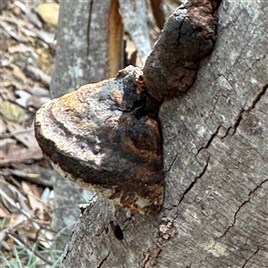 Phellinus sp. (non-resupinate) at Ngunnawal, ACT - 19 Oct 2024