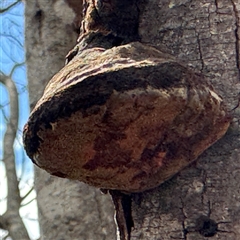 Phellinus sp. (non-resupinate) at Ngunnawal, ACT - 19 Oct 2024 01:07 PM