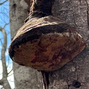 Phellinus sp. (non-resupinate) at Ngunnawal, ACT - 19 Oct 2024