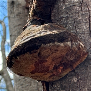 Phellinus sp. (non-resupinate) at Ngunnawal, ACT - 19 Oct 2024