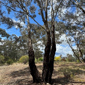 Eucalyptus melliodora at Ngunnawal, ACT - 19 Oct 2024